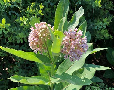 herb2